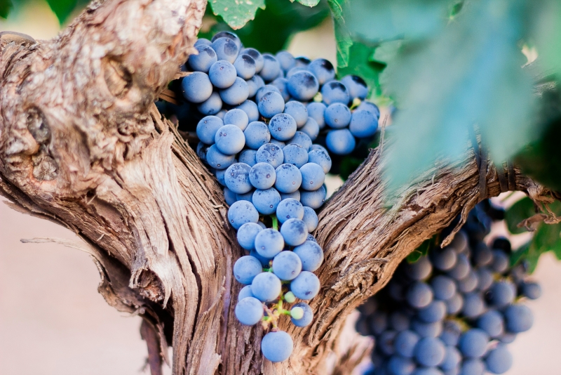 Ovogodišnja kvaliteta grožđa idealna za ekološka vina Ovogodišnja kvaliteta grožđa idealna za ekološka vina