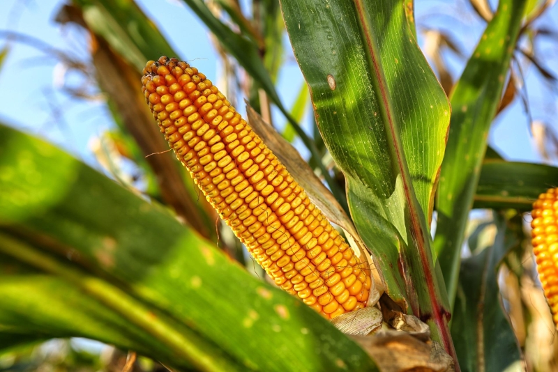 Argentinska poljoprivredna burza snizila procjene uroda kukuruza i penice