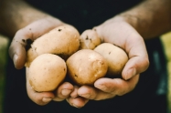 Podravka Agri pove�ava povr�ine za proizvodnju krumpira