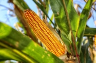 Argentinska poljoprivredna burza snizila procjene uroda kukuruza i pšenice