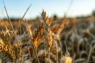 Poljska najavljuje provjeru kvalitete ukrajinskih žitarica