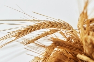 Egipat povećao uvoz pšenice iz Rusije, pronašao i nove dobavljače