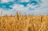 EU razmatra mehanizme za kontrolu uvoza ukrajinskih žitarica