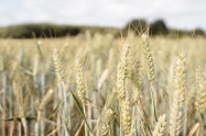 Ove godine manje pšenice, ječma, uljane repice i zobi
