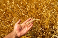Rusija najavljuje izvoz 65 milijuna tona žitarica