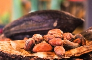 Gana znatno podigla otkupnu cijenu kakaovca