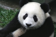 Portugal planira prvi u eurozoni izdati ′panda′ obveznice