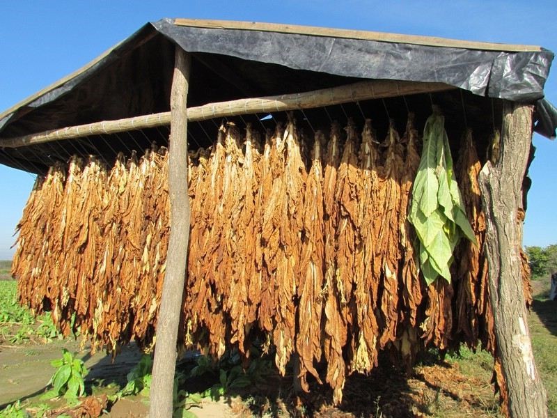 Pandemijska kriza završila za kubanskog proizvođača cigara