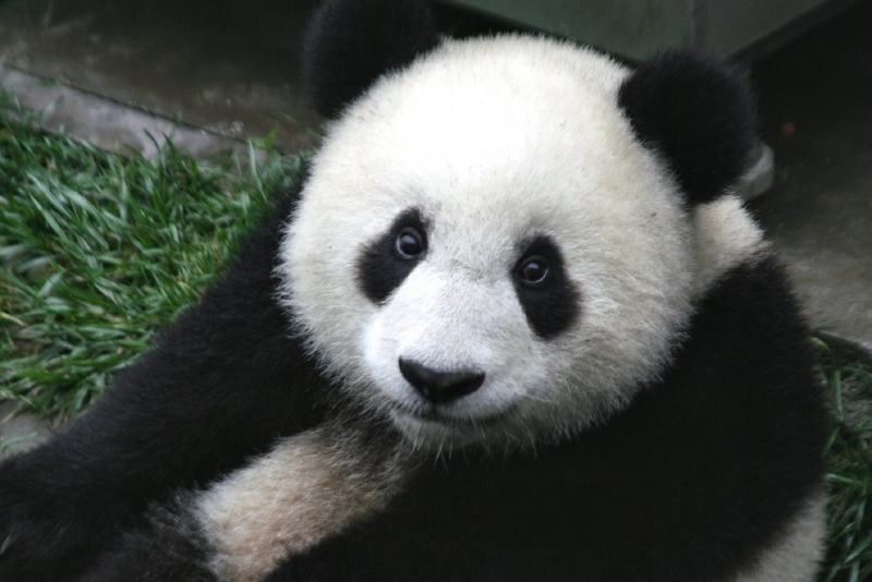 Kina poziva na lansiranje Panda obveznica i koritenje renminbija
